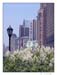 flowers_buildings